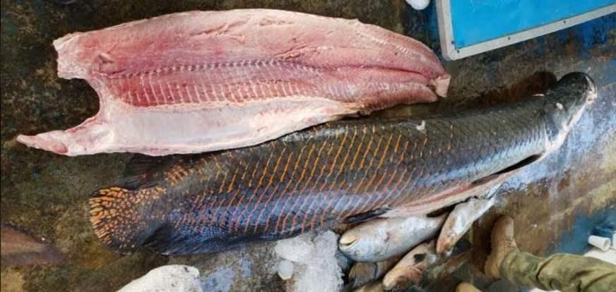 Homem é preso com 11 toneladas de pescado ilegal