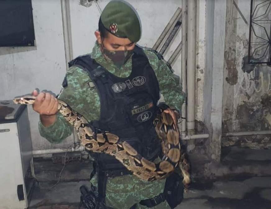 Comando de Policiamento Ambiental captura jiboia em residência na Compensa