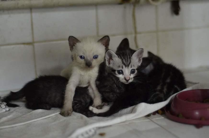 Protetores de animais sofrem com queda no número de doações em Manaus