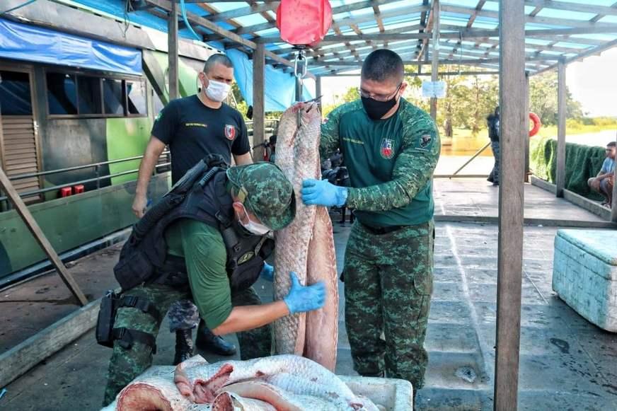Mais de meia tonelada de pirarucu ilegal é apreendida no Amazonas
