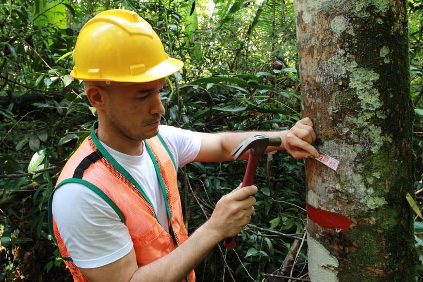 Manejo florestal sustentável