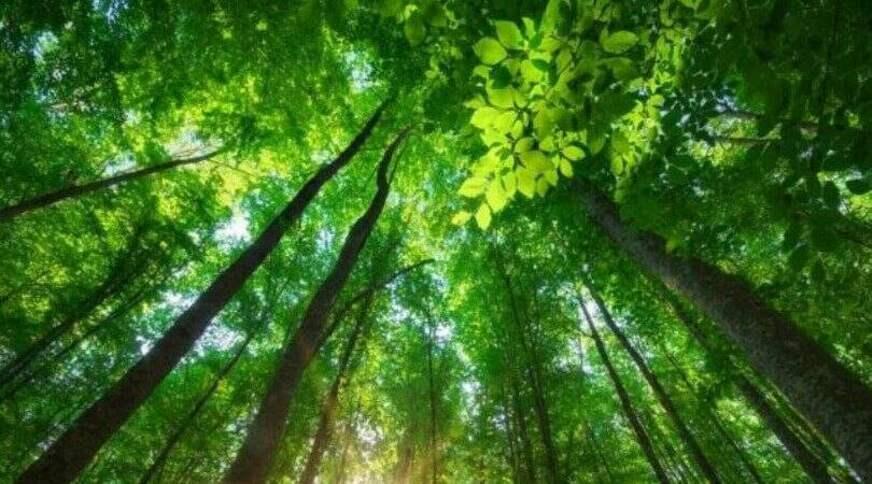 Mais polêmica ambiental