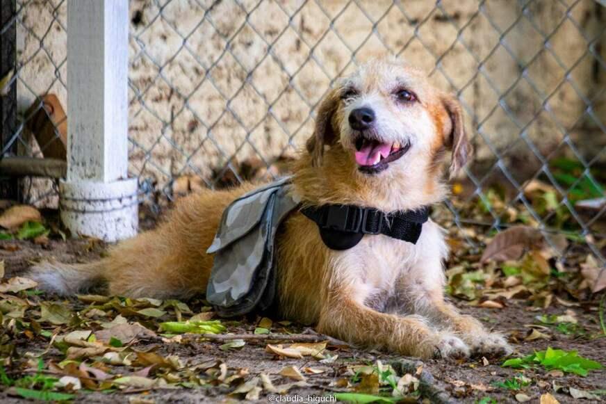 Nova Era promove evento de adoção de animais, neste sábado (11)