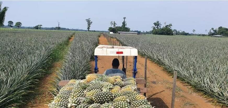 Empresa investe na exportação de polpas amazônicas