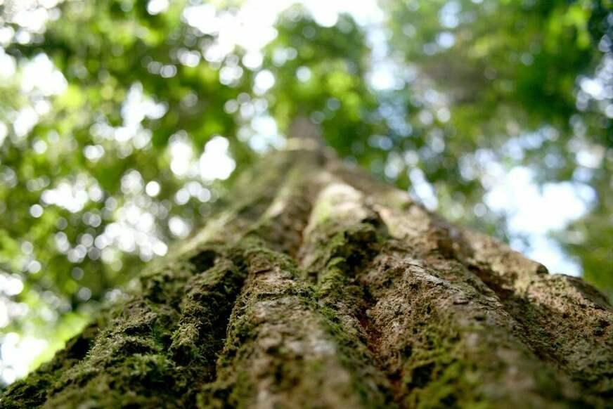 Amazônia, ilustre desconhecida