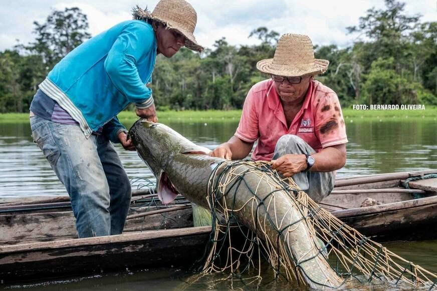 Técnica deverá permitir explorar a biodiversidade de peixes da Amazônia sem capturar animais