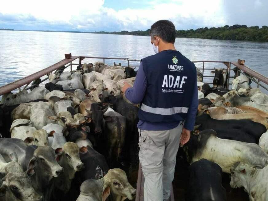 Adaf reduz burocracia no trânsito de animais para abate