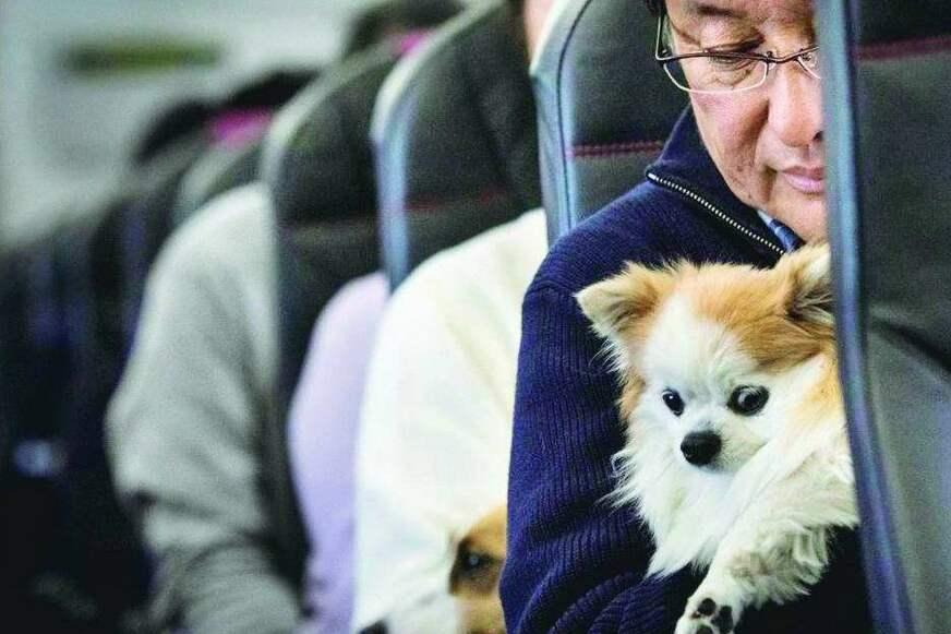 Alberto Neto apresenta PL para melhorar transporte aéreo de animais