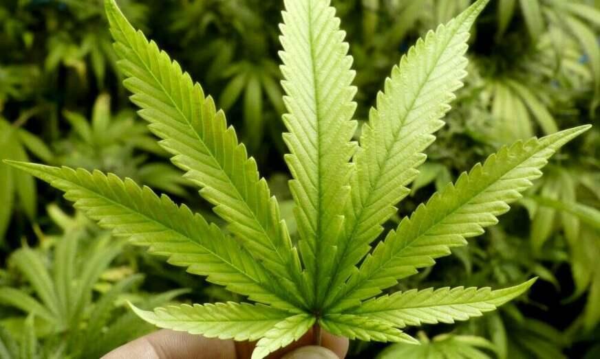 Anvisa aprova mais um produto medicinal à base de maconha