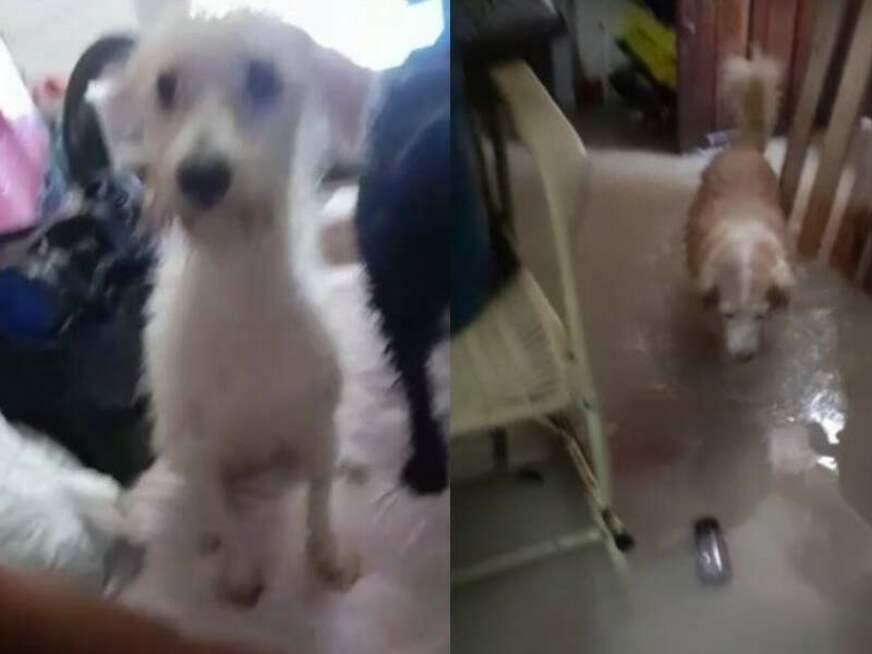 Igarapé transborda e invade abrigo de animais em Manaus