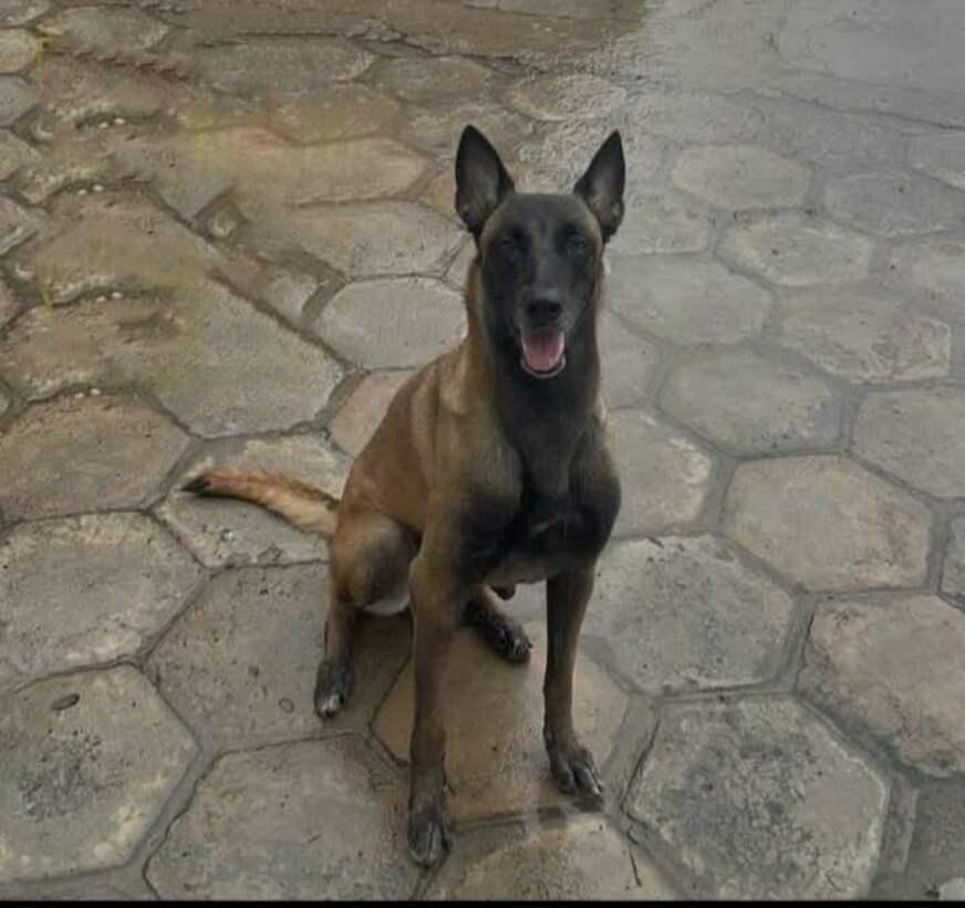 Cadela condecorada da PM é atacada por onça e morre em Urucará