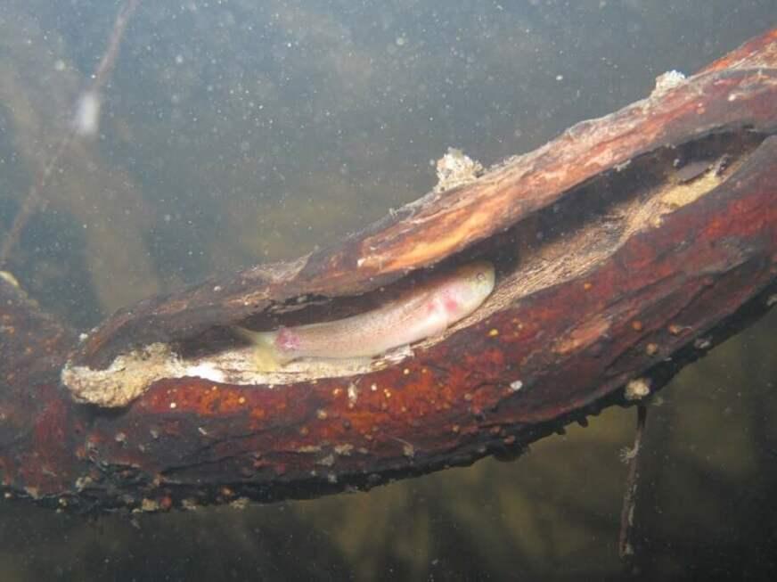 Desmatamento começa a afetar a diversidade de peixes na Amazônia