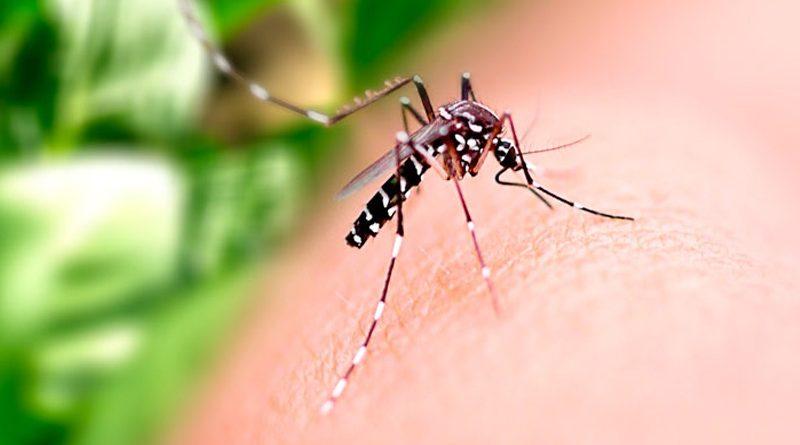 Com a pandemia, nortistas ‘esqueceram’ cuidados com a dengue, revela estudo