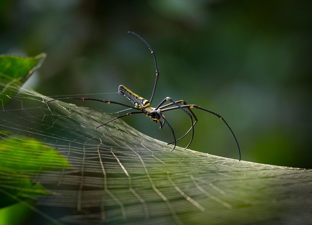 Cientistas descobrem que espécie de aranhas machos se catapultam após o sexo para evitar a morte