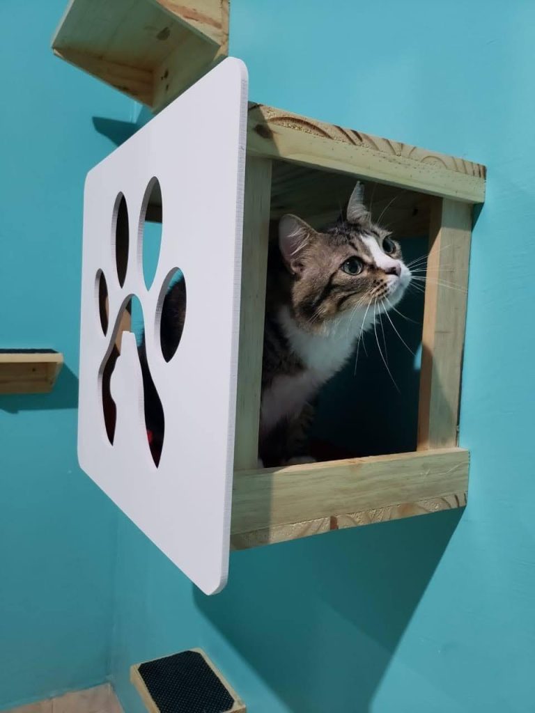 Vai viajar e não sabe onde deixar o  pet?