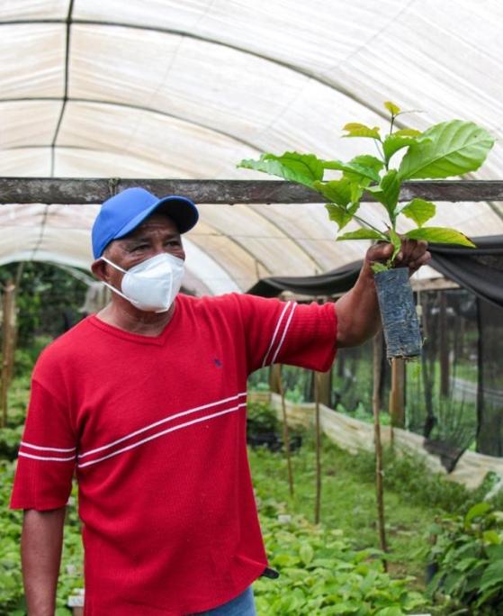 Produtor de café, Roque Lins, segurando mudas de café dentro de uma estufa