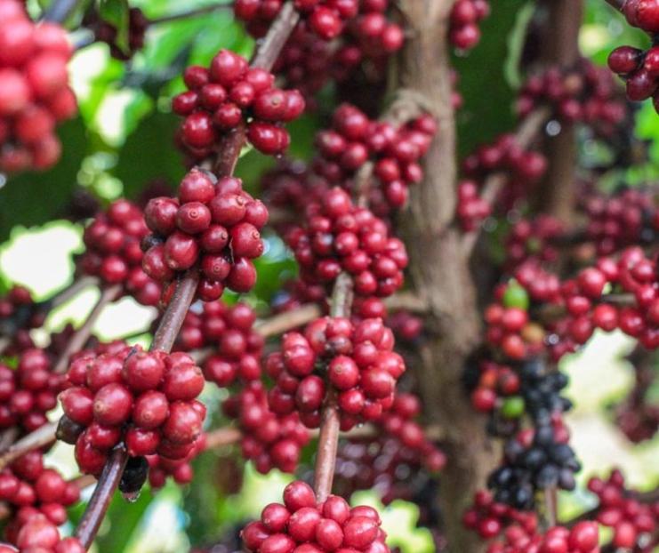 Frutos de café no cafeeiro