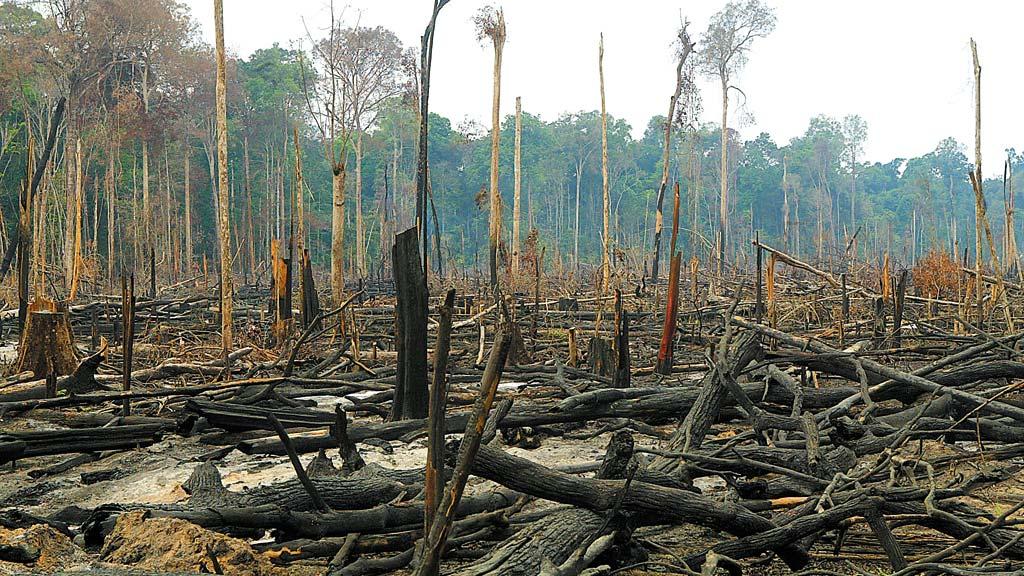 Amazonas tem maio com recorde histórico de queimadas, aponta Inpe