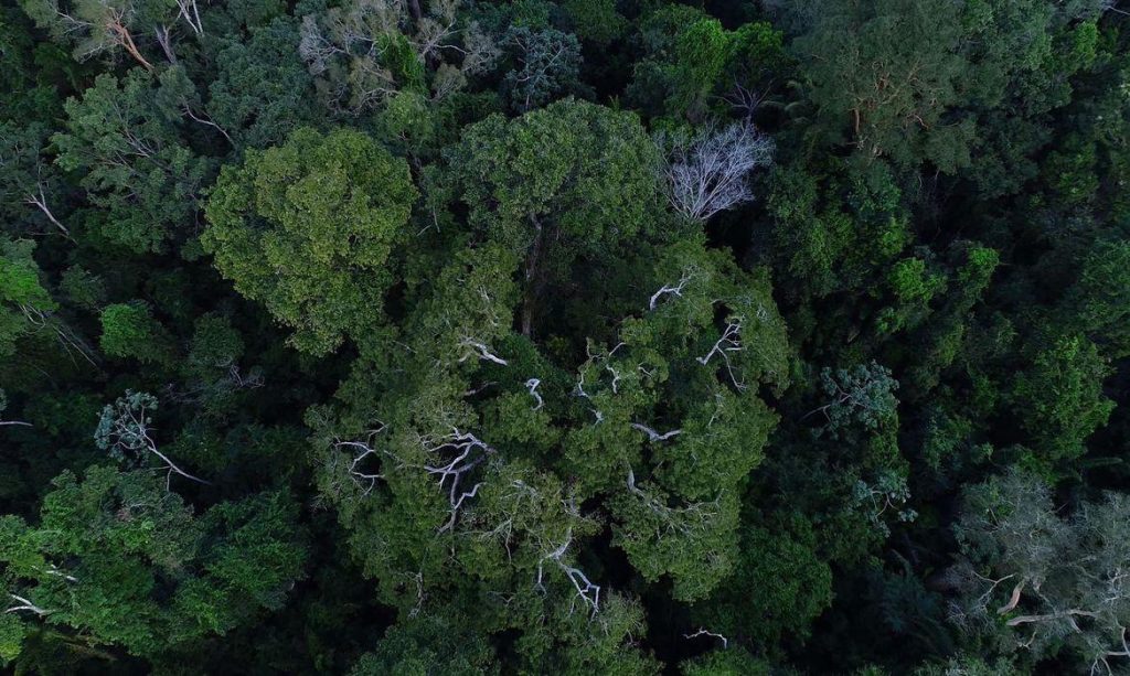 Criação de Campanha Junho Verde é aprovada pelo Senado