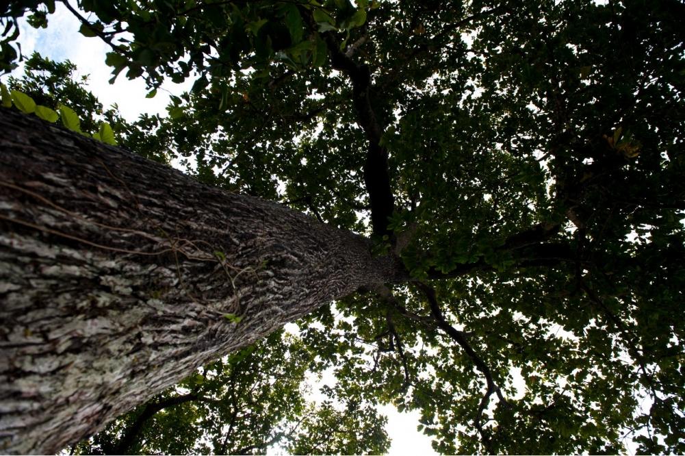 Amazônia+10 anuncia primeira chamada de propostas de pesquisas