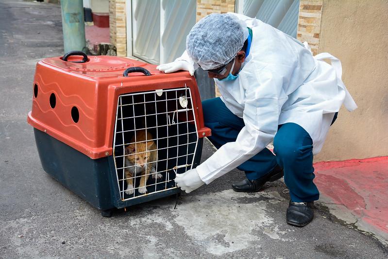 Gato sendo atendido por agentes de saúde