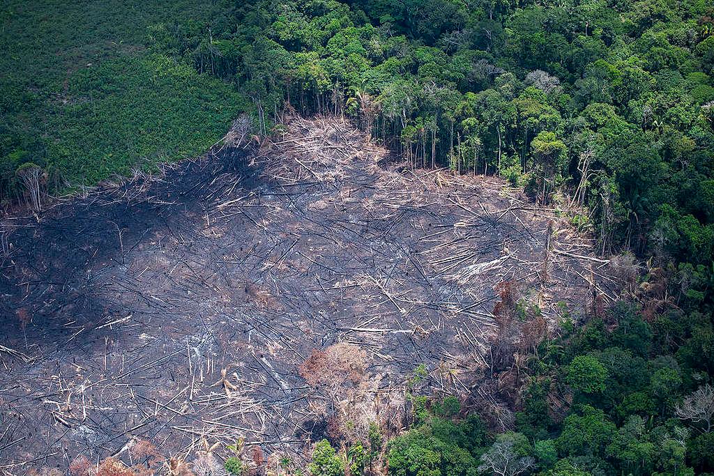 Desmatamento no Amazonas dispara e alcança topo do ranking em 2022