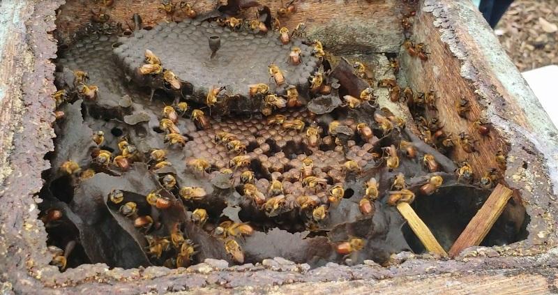 Meliponicultura é tema de Congresso e encontro de criadores de abelhas