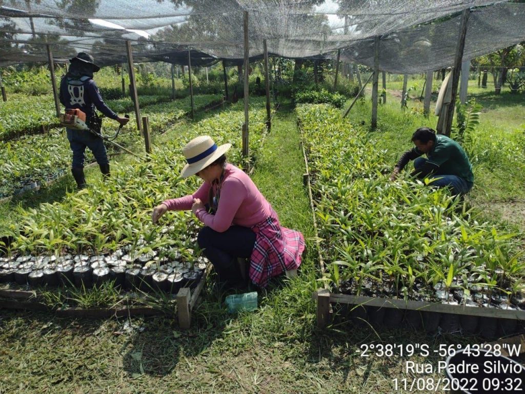 Idam entrega mudas de açaí e banana aos produtores de Parintins
