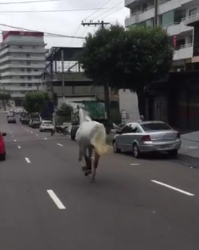 Viralizou: Cavalo à deriva é flagrado galopando pelas ruas de Manaus