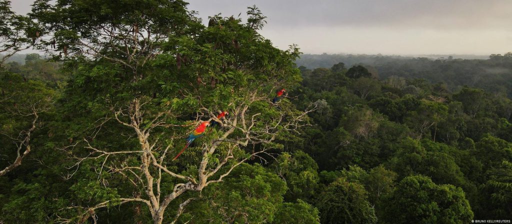 STF dá 60 dias para governo reativar Fundo Amazônia