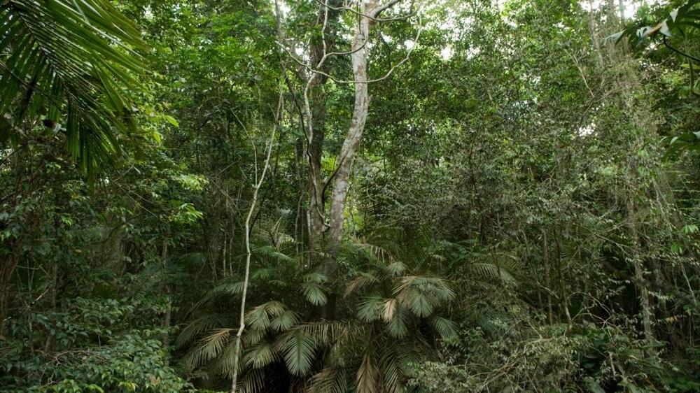 Amazonas tenta entrar no mercado de carbono