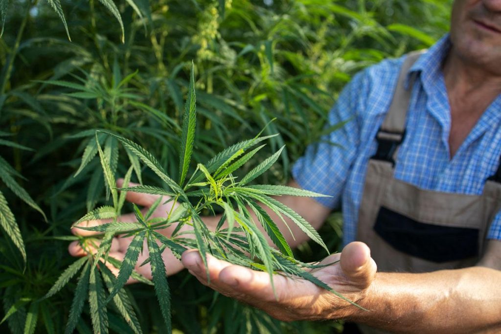 Preconceito atrapalha debate sobre Cannabis medicinal, diz historiador