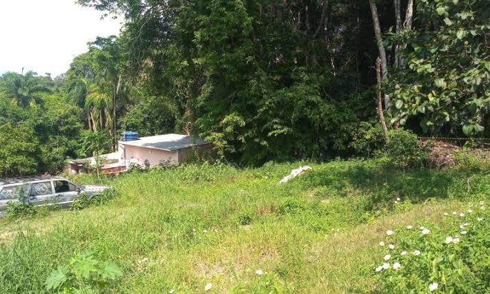 Homem deixado pendurado no galho para morrer é resgatado com vida