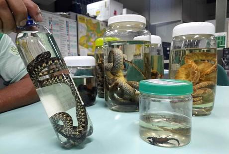 Cuidado com a cobra: período de cheia dos rios aumenta riscos de acidente