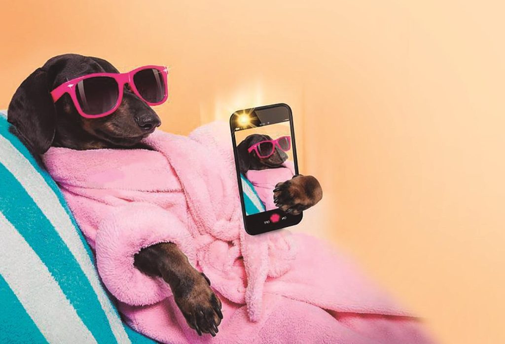 Animais de estimação também precisam relaxar