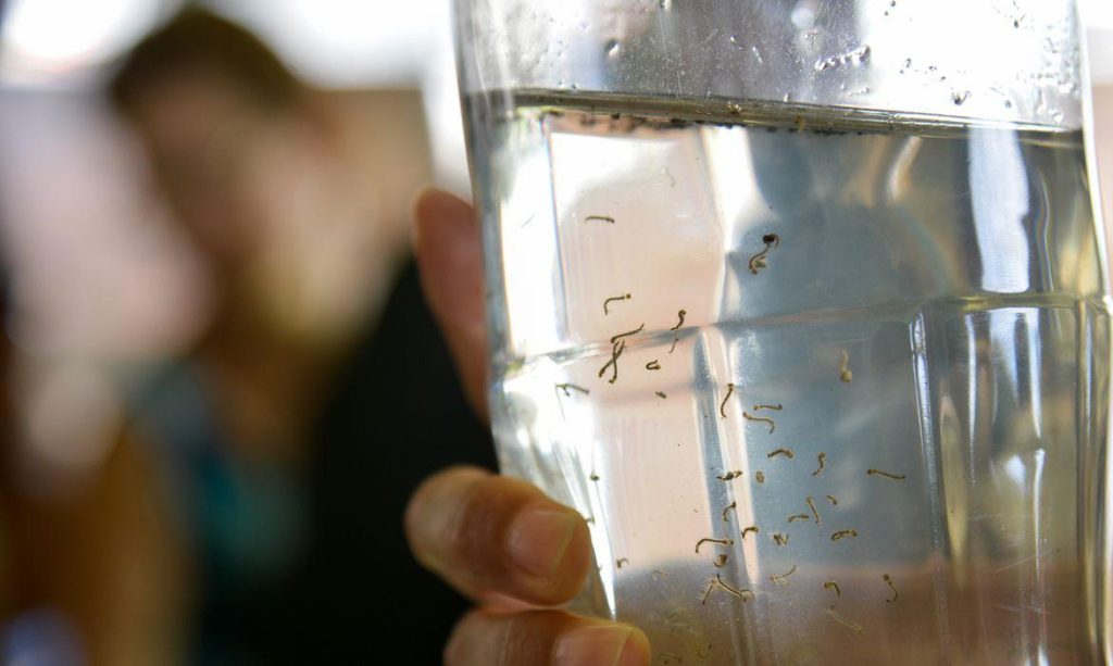 Enfrentar a dengue pede reforço no Amazonas