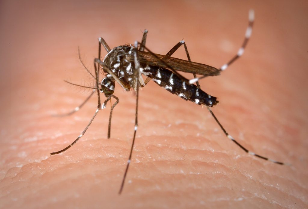 Governo do Estado emite alerta para aumento do número de casos de dengue