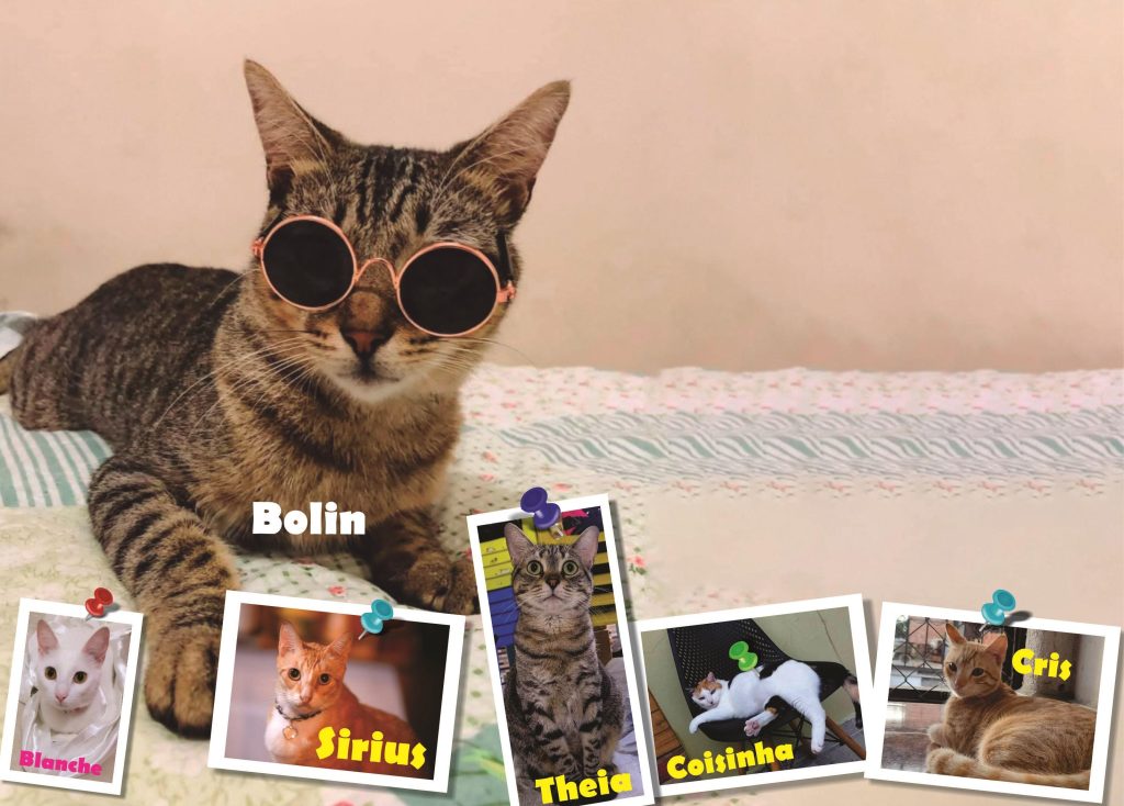 Conheça os benefícios de ter um gato em casa