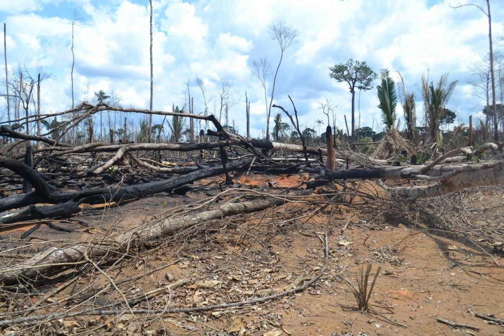 Sudoeste do Amazonas registra aumento expressivo de incêndios