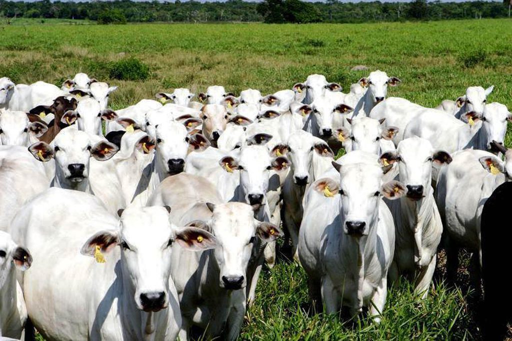 Ibama pode apreender 500 mil cabeças de gado no Amazonas