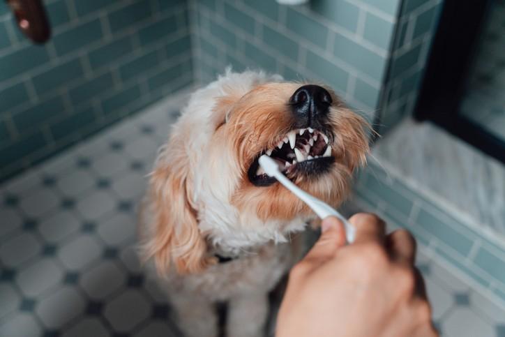 Veterinária explica a importância de escovar os dentes dos cães
