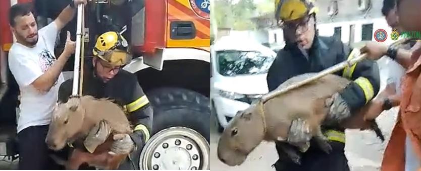 Corpo de Bombeiros resgata capivara que estava vivendo em cativeiro na zona leste de Manaus