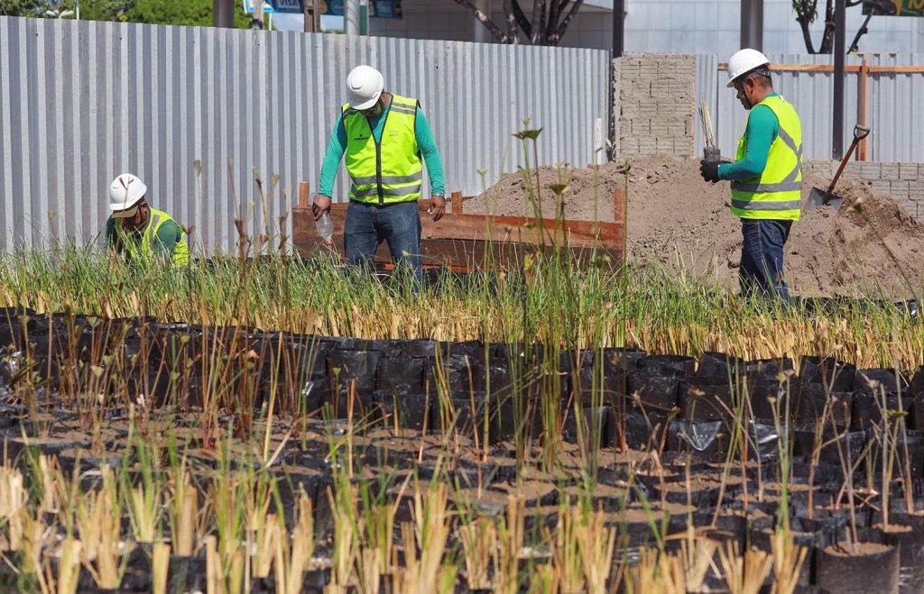 Prosamin + adota políticas de arborização e preservação