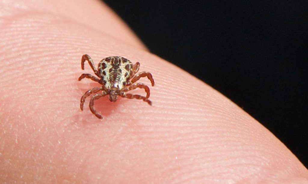 Febre maculosa: boa informação é sempre necessária