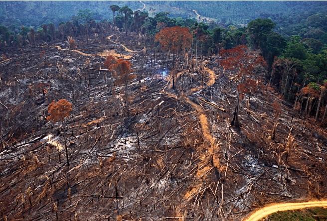 Amazônia pede programa estratégico