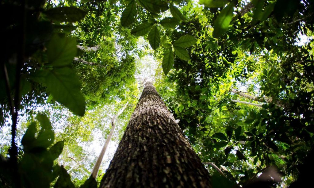 Ecóloga paraense defende fortalecimento de comunidades da Amazônia