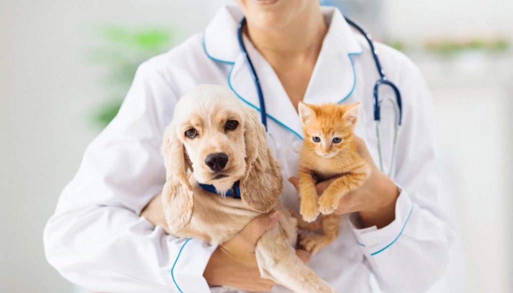 Veterinária dá dicas de como manter os animais saudáveis