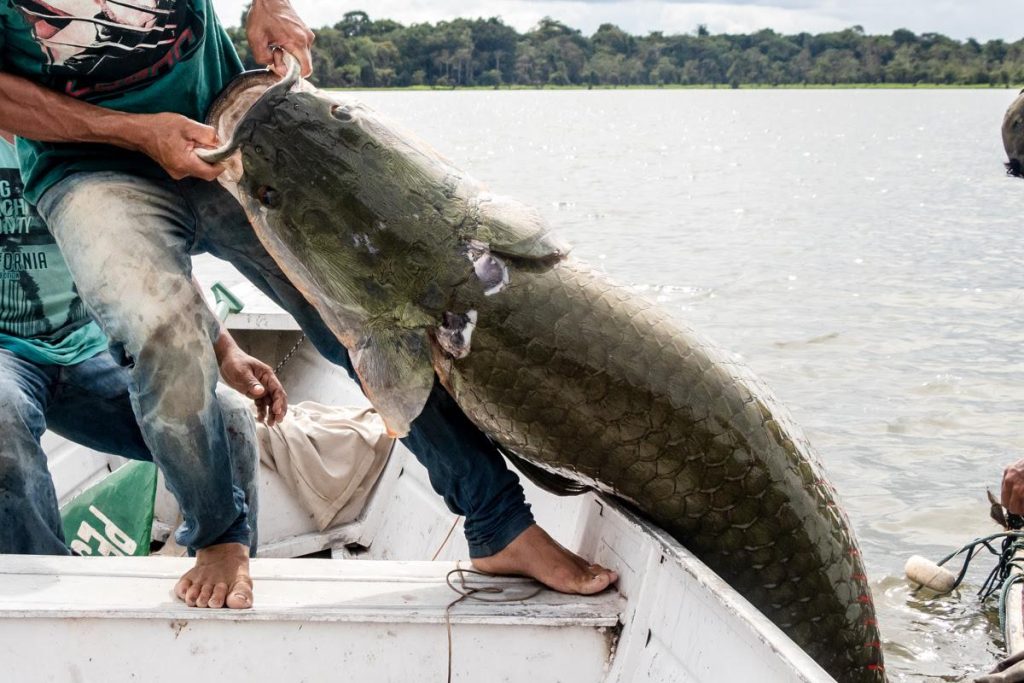 Pirarucu de manejo sustentável da Amazônia rompe fronteira nacional