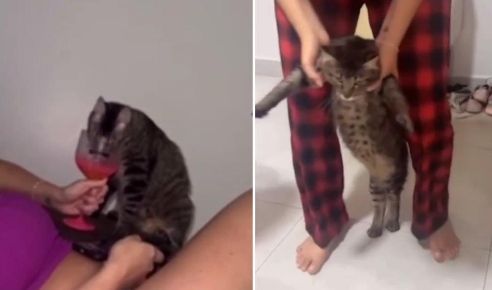 Advogada é filmada dando bebida alcoólica para gato e acaba sendo exonerada da Seap