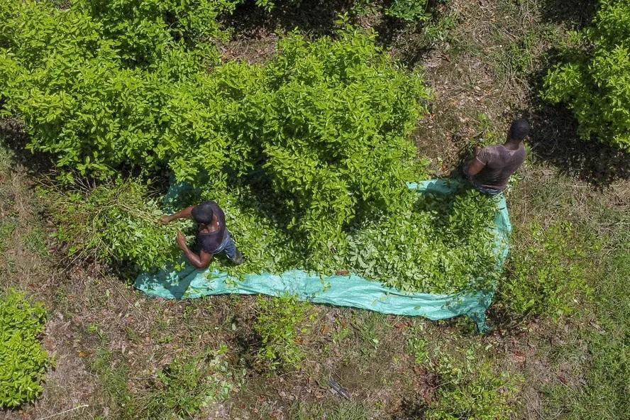 Colômbia bate recorde de produção de cocaína
